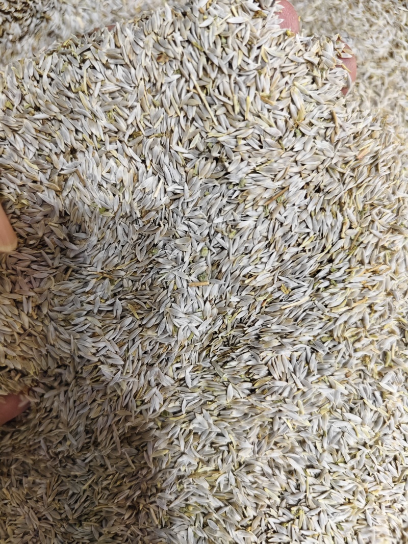 生菜子新货干净无杂质黑白生菜籽批发零售量大优惠