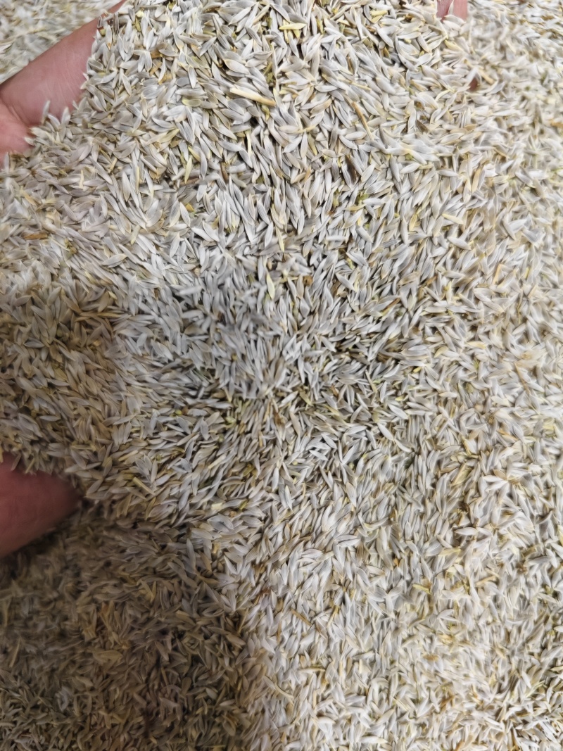 生菜子新货干净无杂质黑白生菜籽批发零售量大优惠