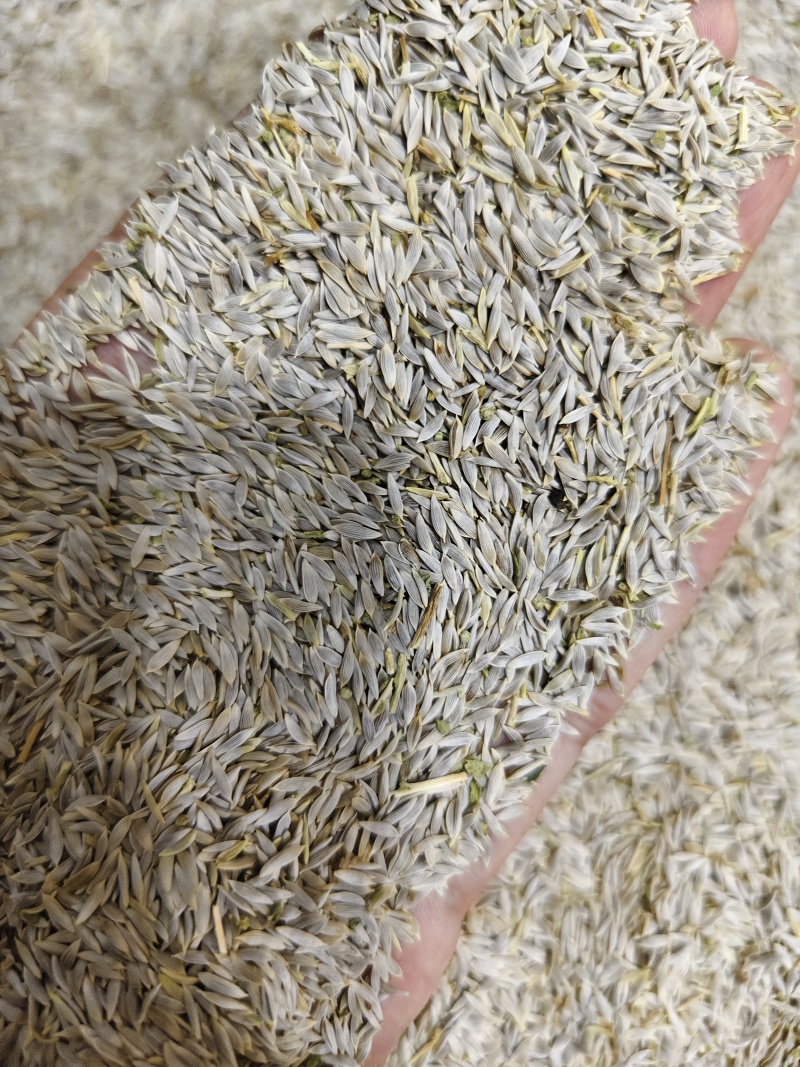 生菜子新货干净无杂质黑白生菜籽批发零售量大优惠