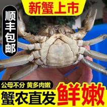 满黄六月黄公母小螃蟹鲜活大闸蟹一元蟹毛蟹河蟹15克起现货批发