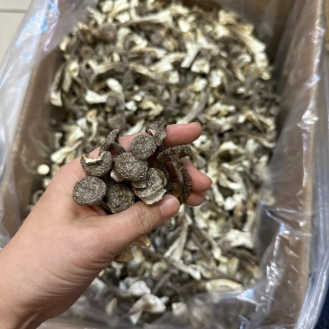 长期批发鹿茸菇，电商也可接