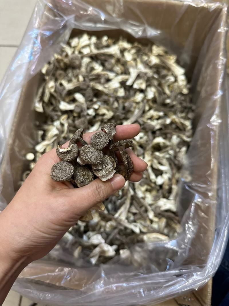 长期批发鹿茸菇，电商也可接