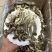 长期批发鹿茸菇，电商也可接