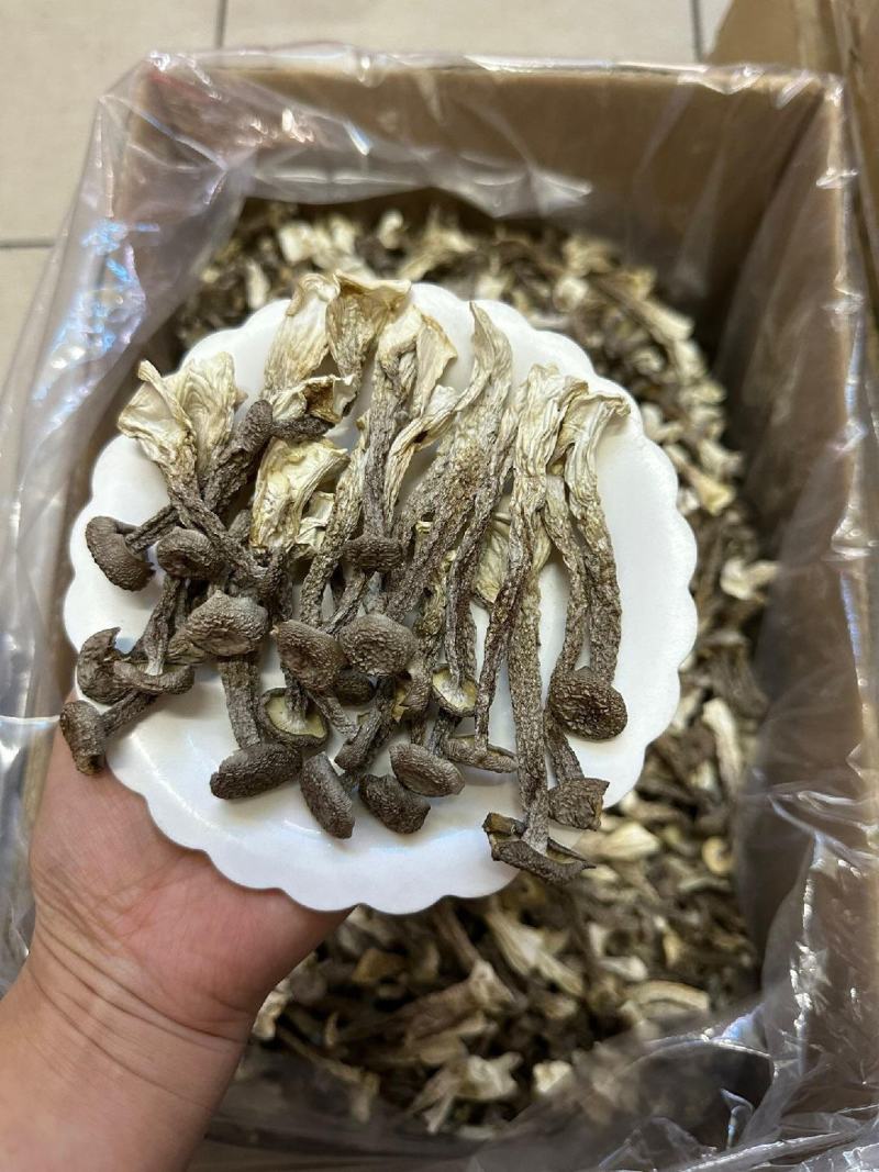 长期批发鹿茸菇，电商也可接