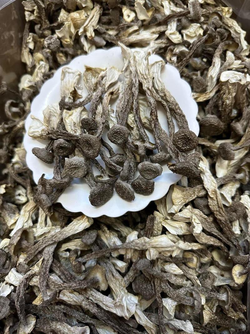 长期批发鹿茸菇，电商也可接