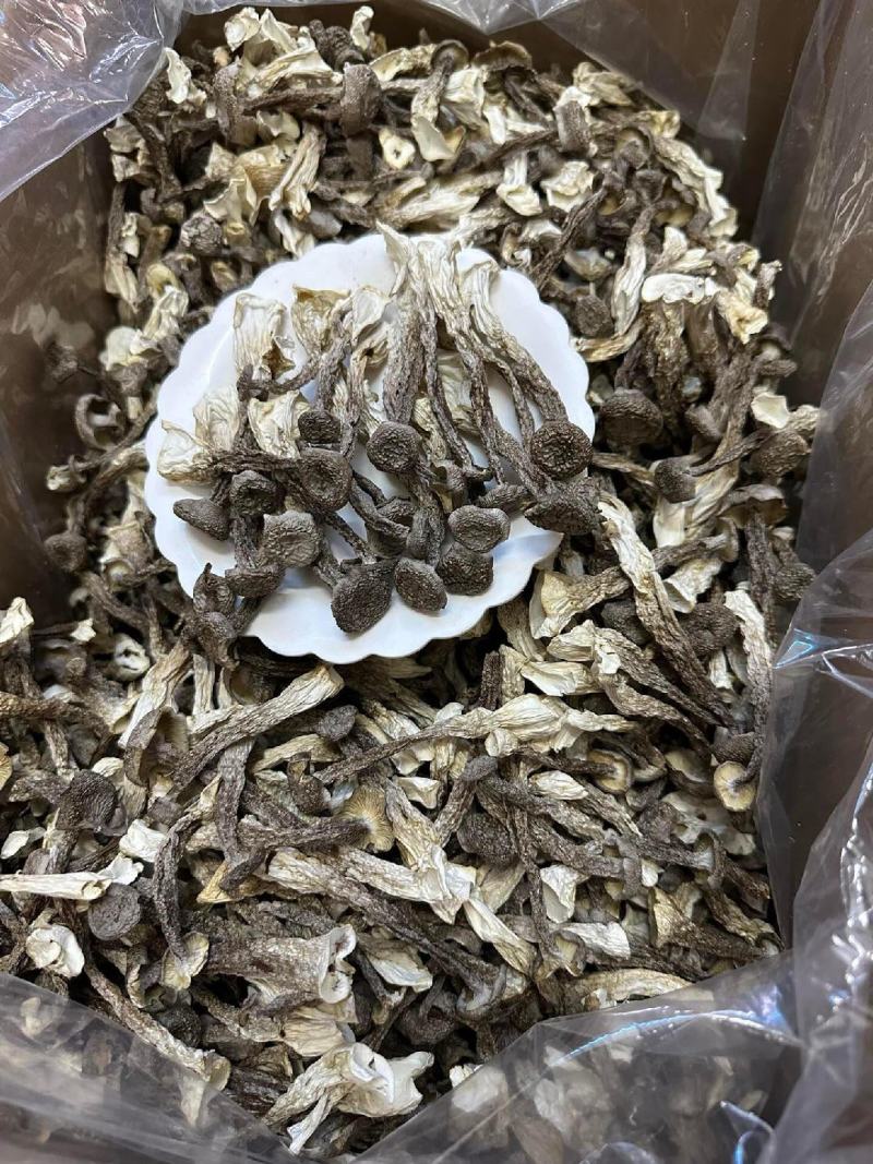 长期批发鹿茸菇，电商也可接