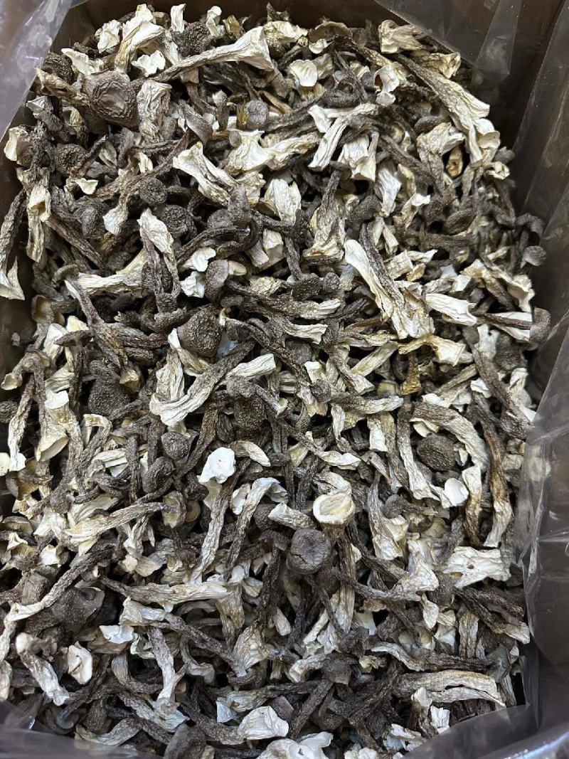 长期批发鹿茸菇，电商也可接