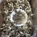 长期批发鹿茸菇，电商也可接