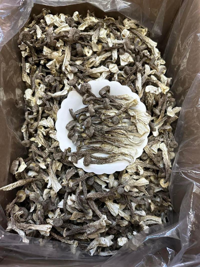 长期批发鹿茸菇，电商也可接