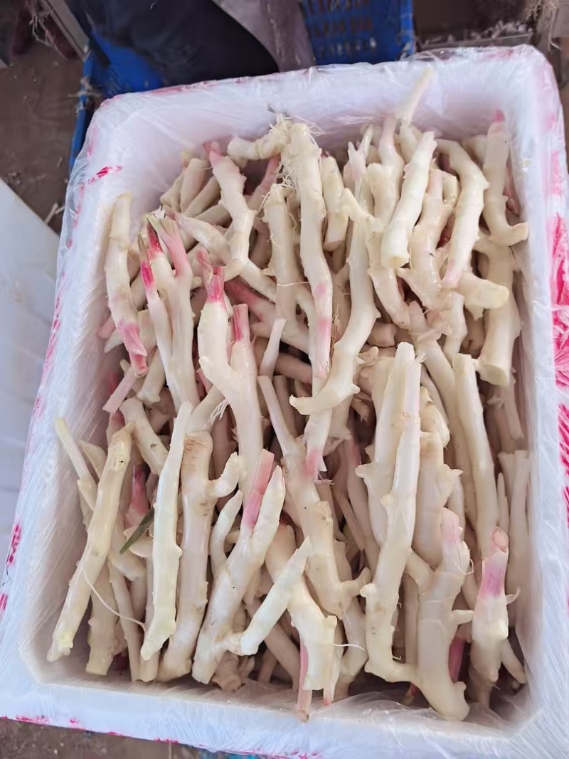 精品牙牙姜水洗工厂货