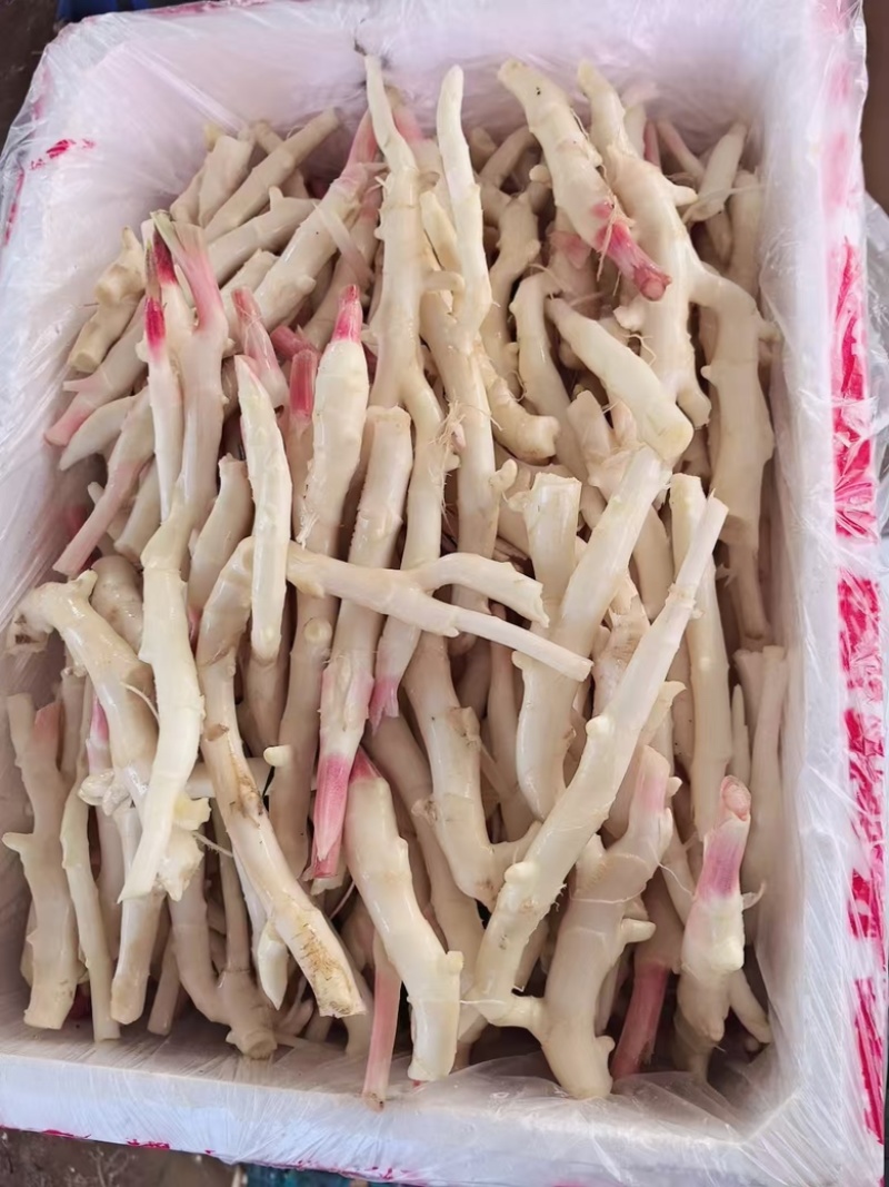精品牙牙姜水洗工厂货