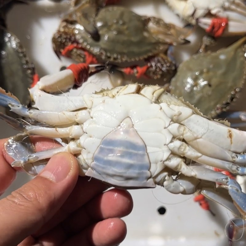 花脐蟹，三角蟹，连云港本地小船货，一手货源