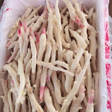 精品牙牙姜水洗工厂货
