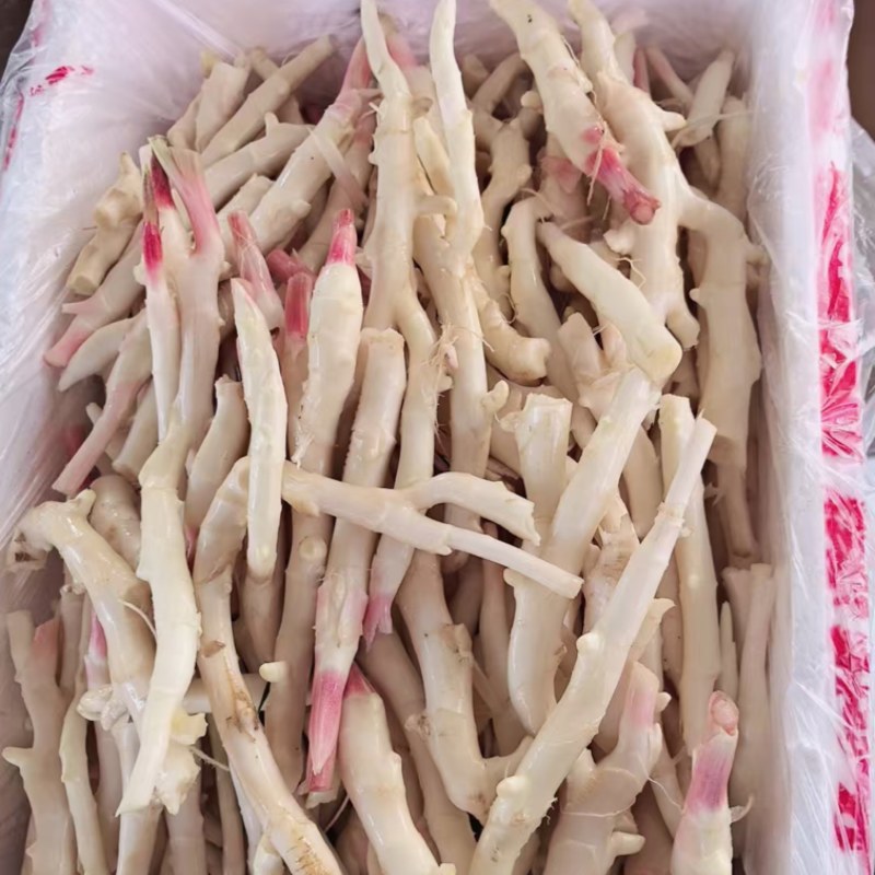 精品牙牙姜水洗工厂货