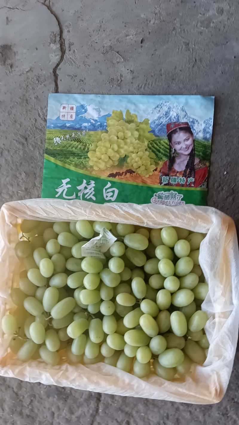 敦煌无核白葡萄！甜甜的己经大量上市，货源充足，质优物美！