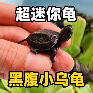 网红认主人迷你黑腹乌龟宠物活体玄武小乌龟苗长寿迷你家养送饲料
