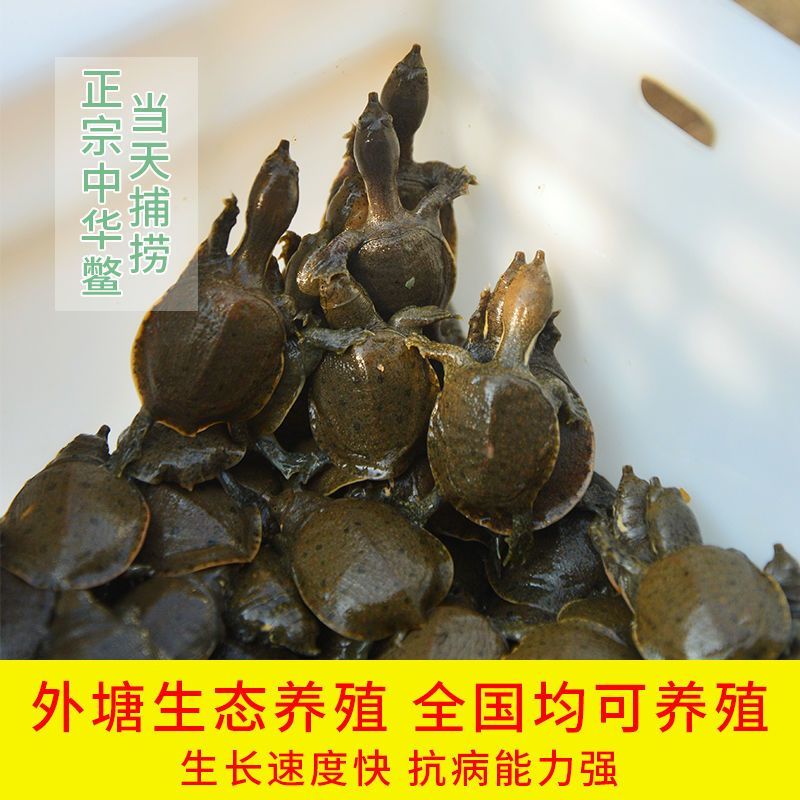 1000只便宜中华鳖小甲鱼苗批发水鱼苗王八团鱼生态外塘可食用