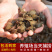 1000只便宜中华鳖小甲鱼苗批发水鱼苗王八团鱼生态外塘可食用