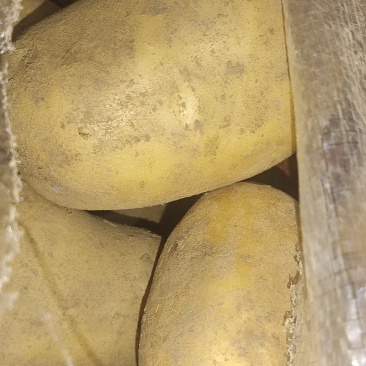 河南冷库精品土豆
