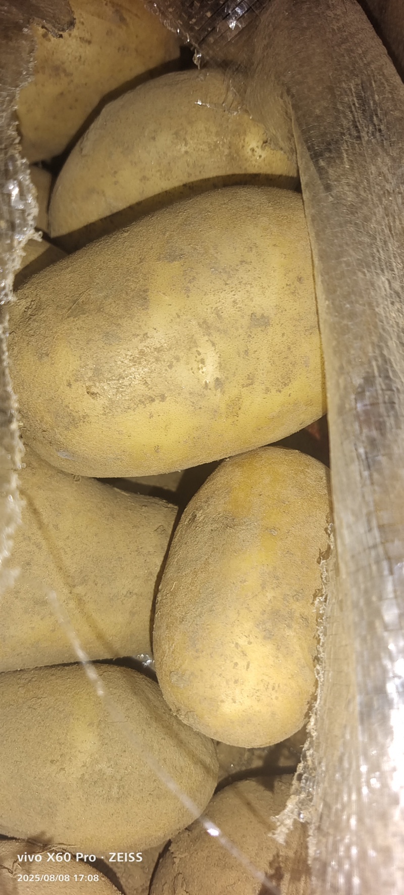 河南冷库精品土豆