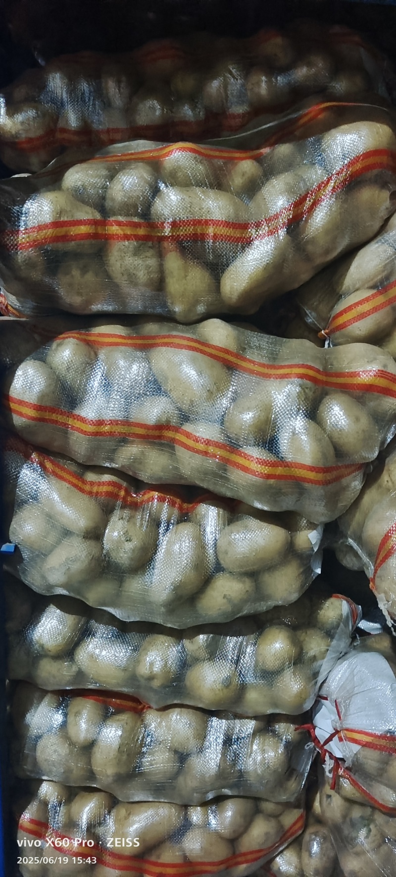 河南冷库精品土豆