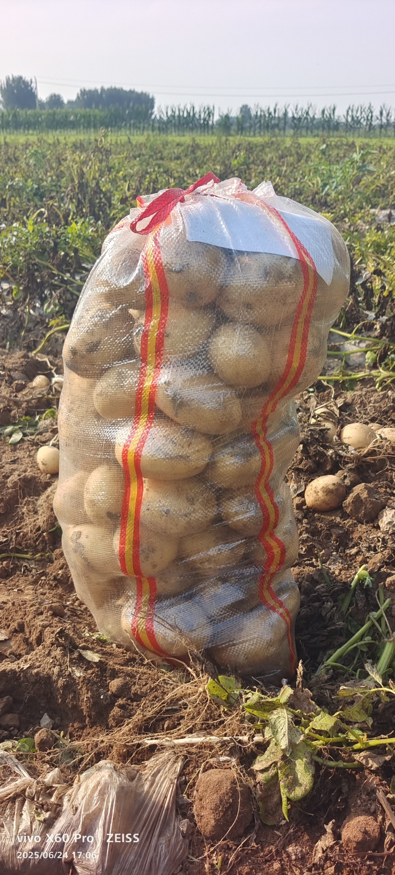 河南冷库精品土豆