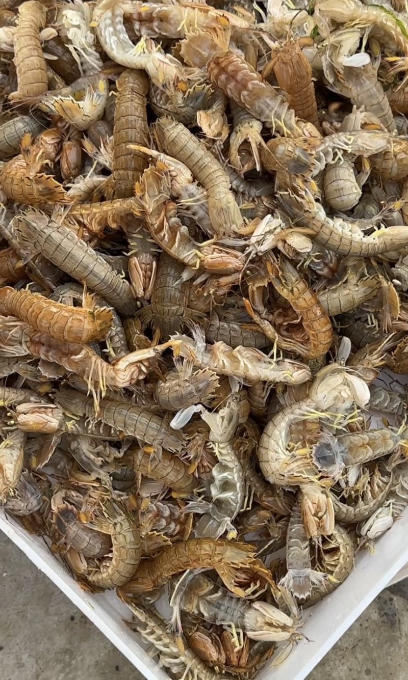鲜活皮皮虾，连云港本地小船拉板货，一手货源，有意详聊