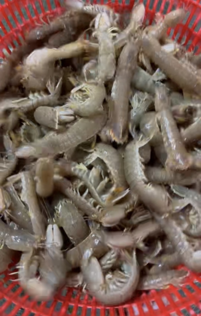 鲜活皮皮虾，连云港本地小船拉板货，一手货源，有意详聊