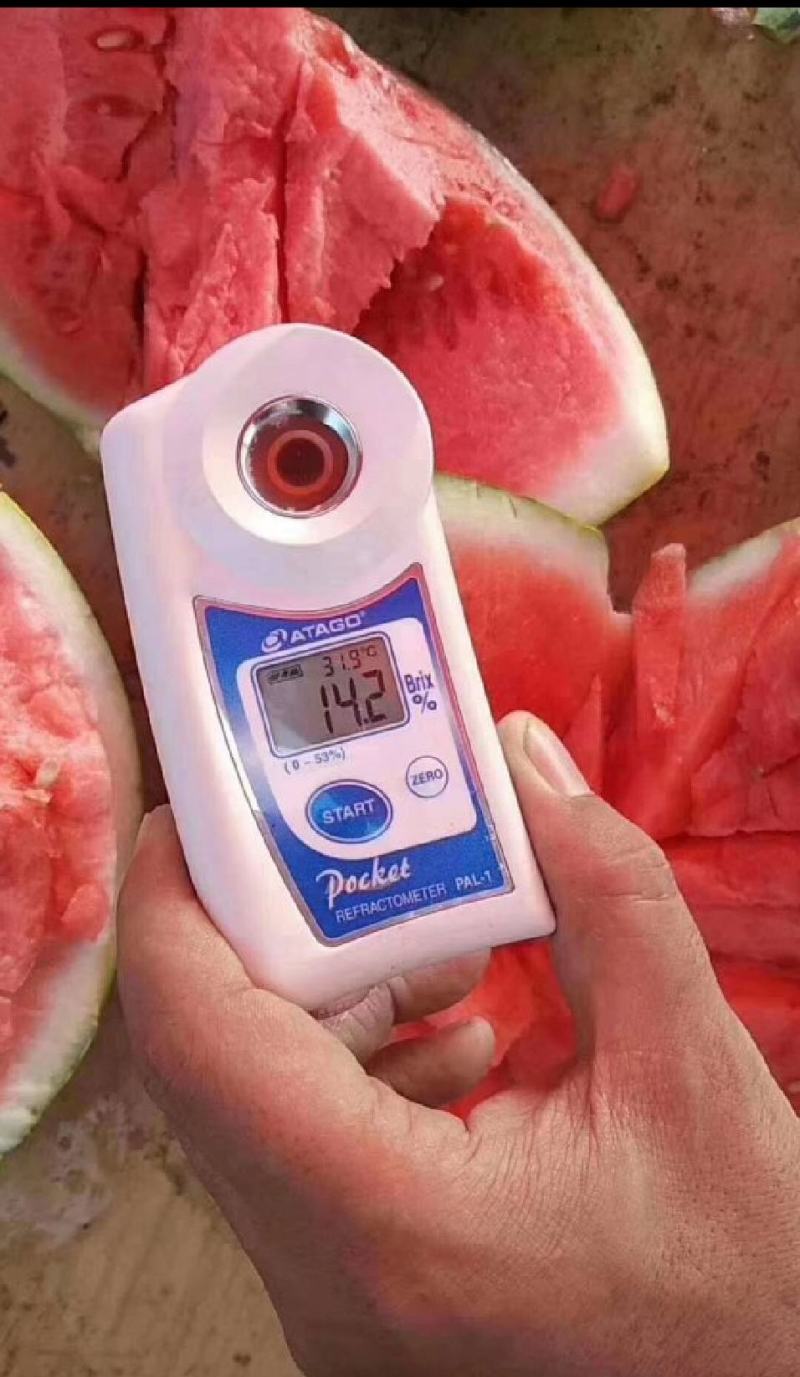 新疆西瓜，新疆安农二号，瓜型端正，皮薄耐运输，货源充足