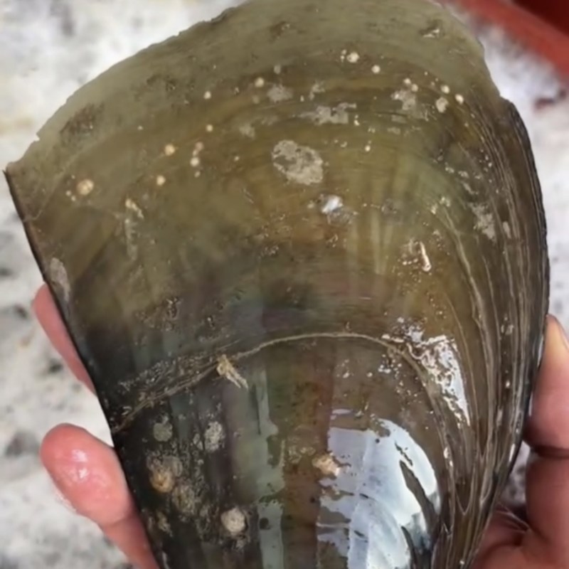 【鲜活带子】绿贝带子新鲜带子，，，，，，，，，