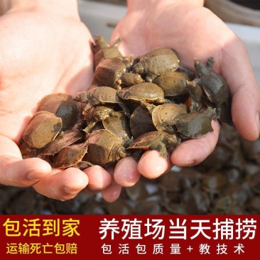 1000只便宜中华鳖小甲鱼苗批发水鱼苗王八团鱼生态外塘可