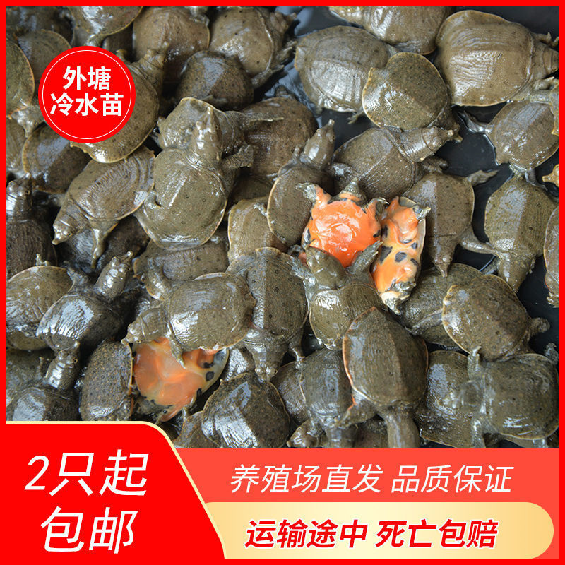 1000只便宜中华鳖小甲鱼苗批发水鱼苗王八团鱼生态外塘可