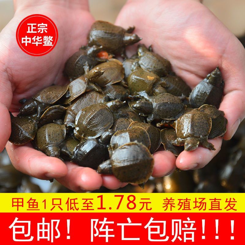 1000只便宜中华鳖小甲鱼苗批发水鱼苗王八团鱼生态外塘可