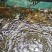 蟹苗白洋淀蟹苗每天大量供应