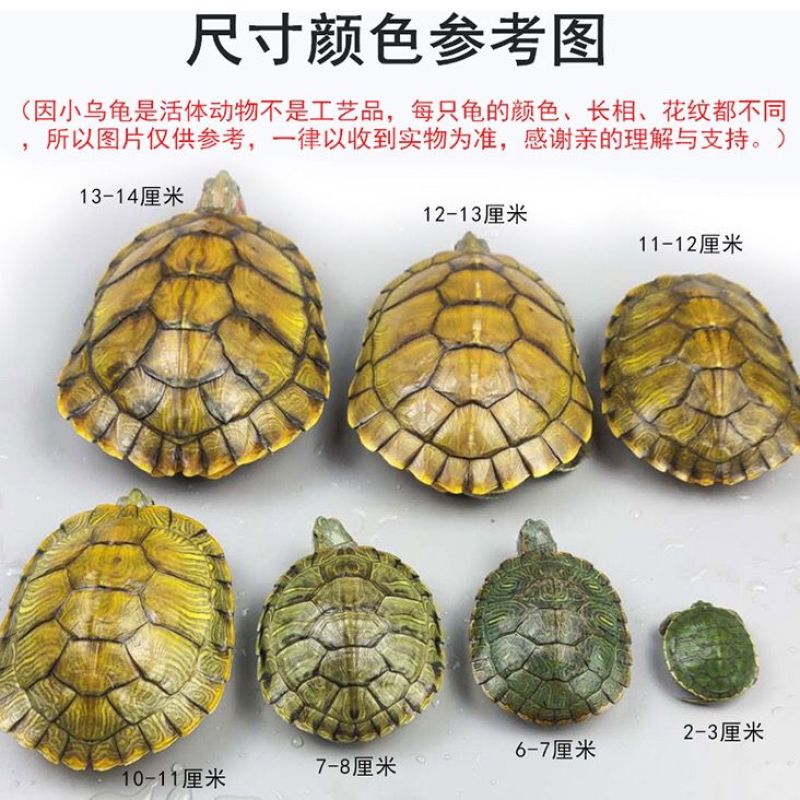 家养小乌龟活体好养活特大迷你招财情侣龟宠物龟活物巴西龟观