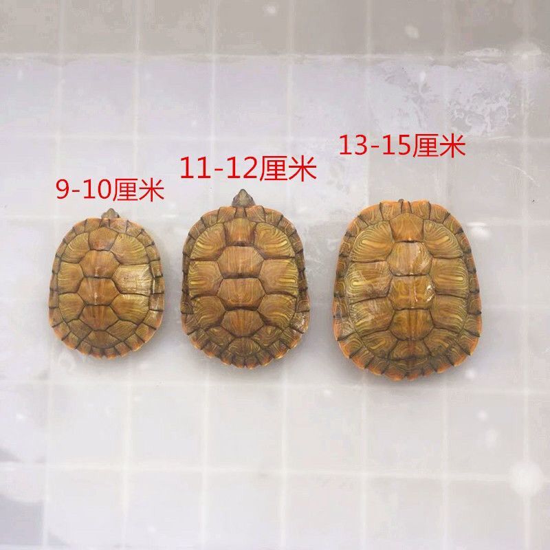 家养小乌龟活体好养活特大迷你招财情侣龟宠物龟活物巴西龟观