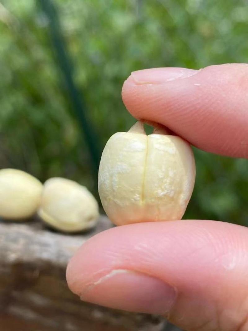供应湘莲，建莲无硫长期有货