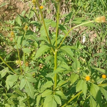 鬼针草
