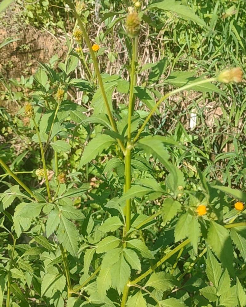 鬼针草
