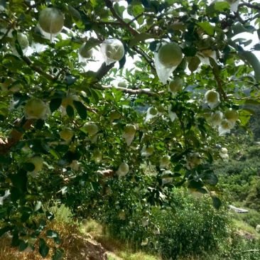 美八精品苹果