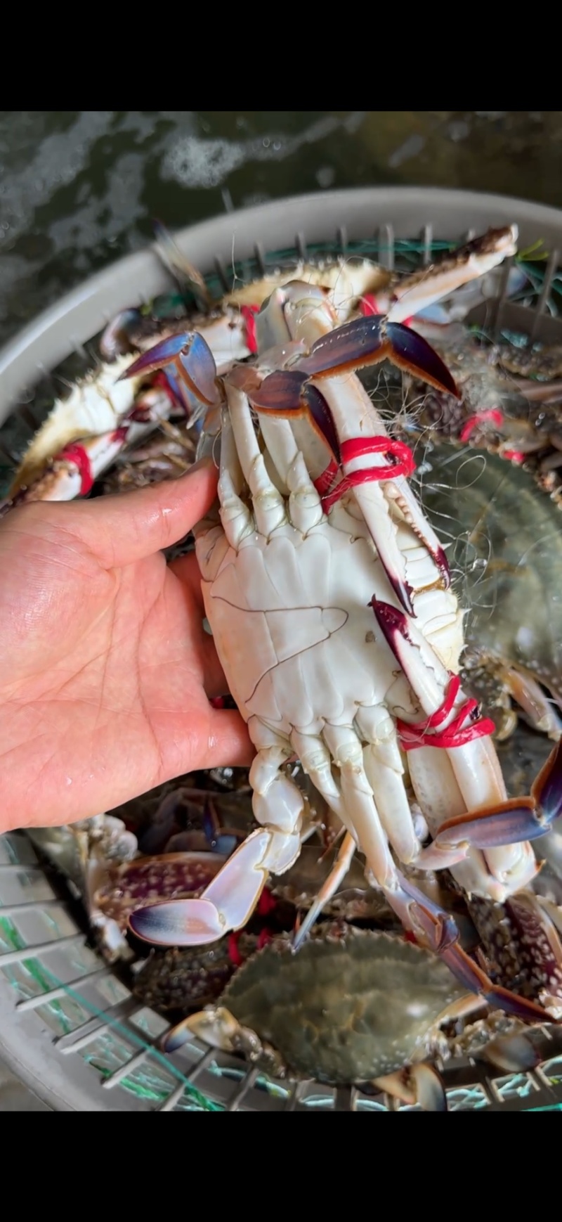 精品大公，中公蟹，精品花脐蟹，大母小母