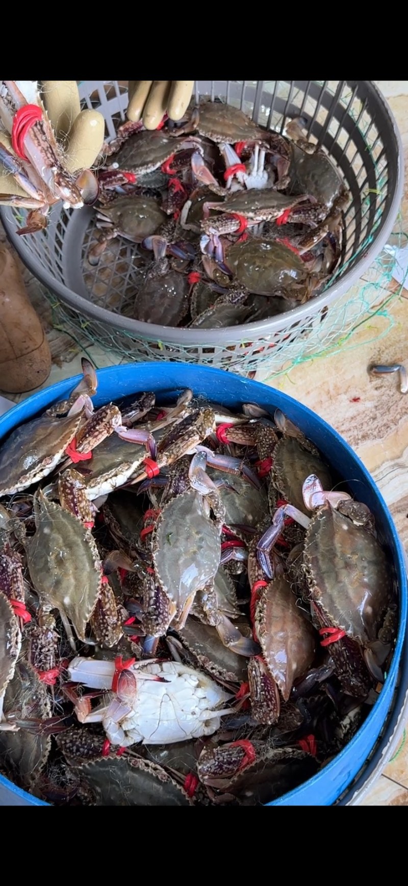 精品大公，中公蟹，精品花脐蟹，大母小母