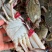 精品大公，中公蟹，精品花脐蟹，大母小母