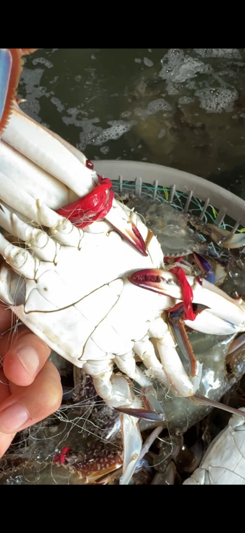 精品大公，中公蟹，精品花脐蟹，大母小母