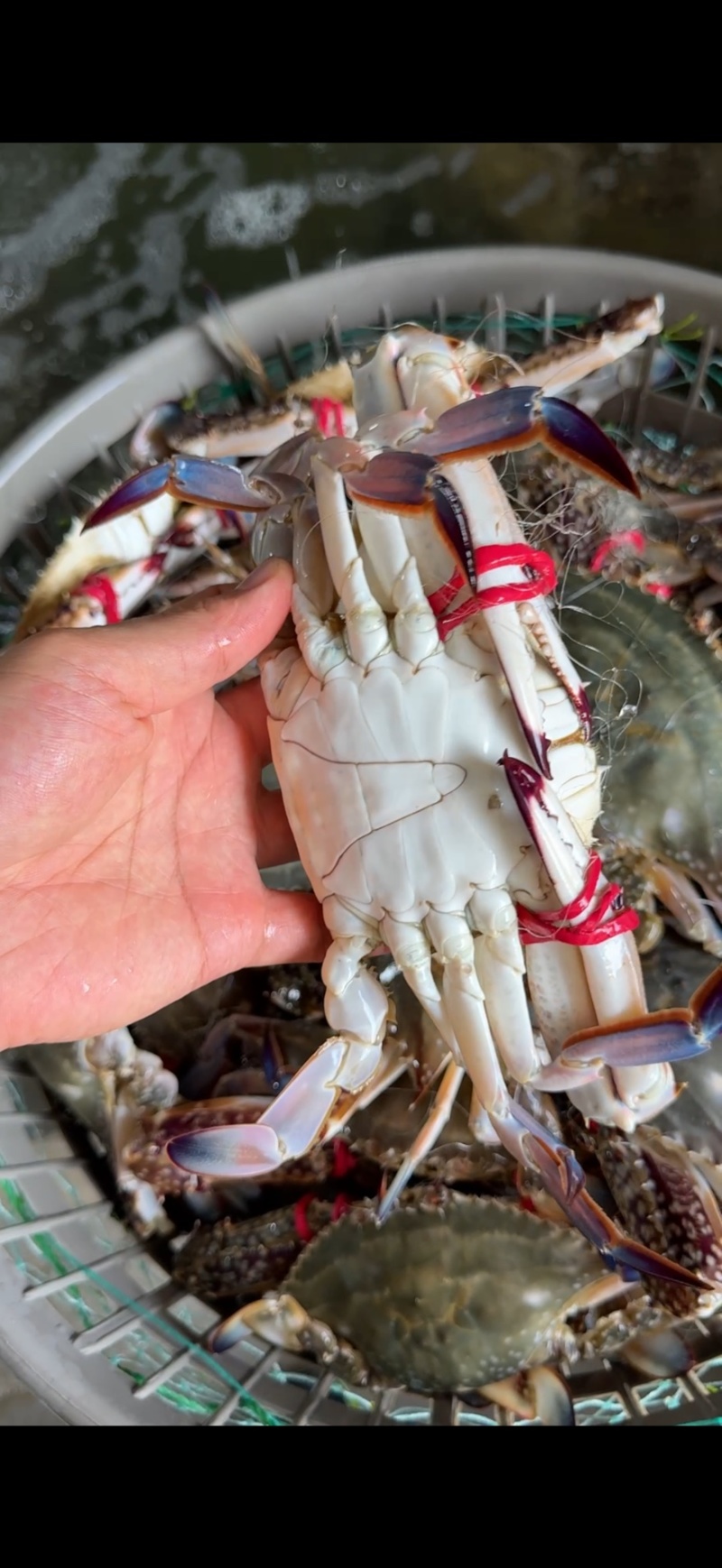 精品大公，中公蟹，精品花脐蟹，大母小母