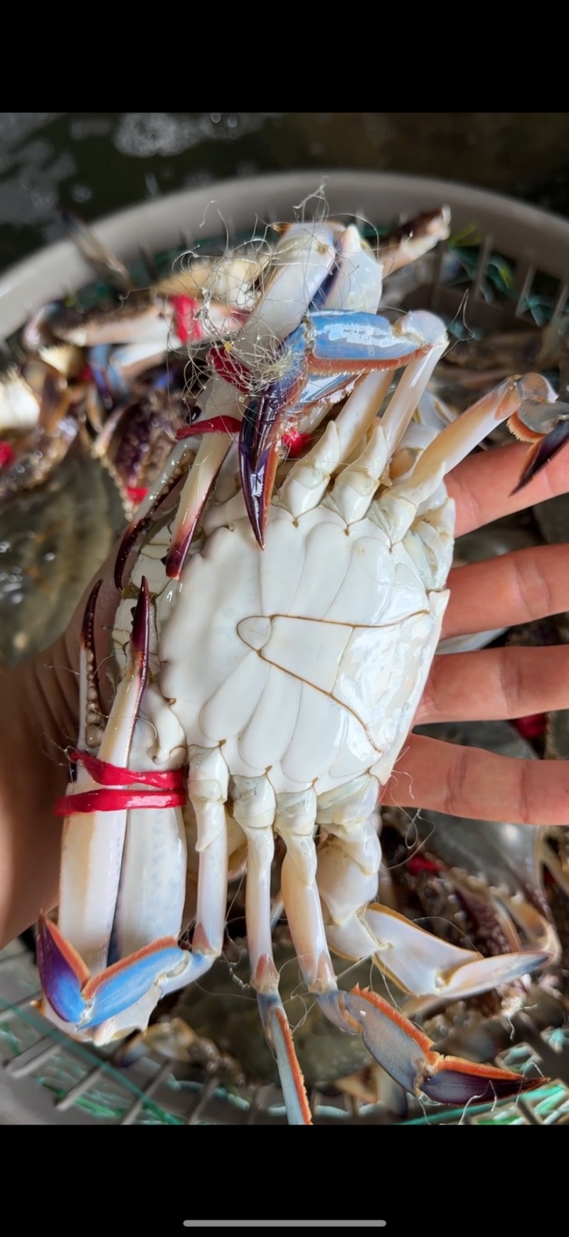 精品大公，中公蟹，精品花脐蟹，大母小母