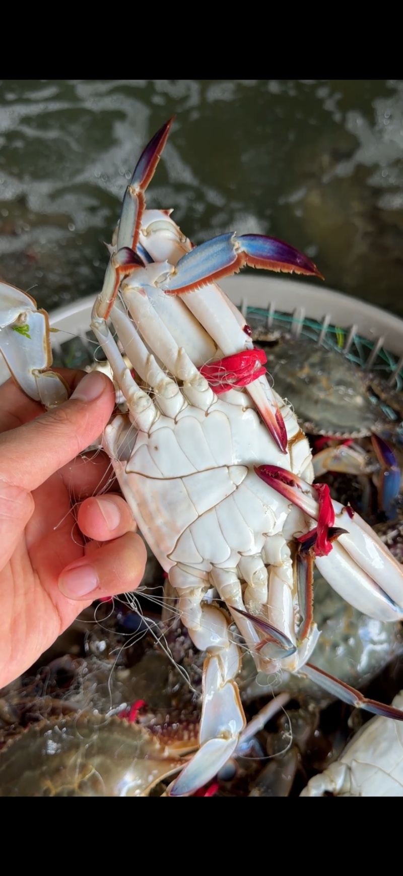精品大公，中公蟹，精品花脐蟹，大母小母
