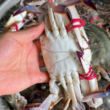 精品大公，中公蟹，精品花脐蟹，大母小母