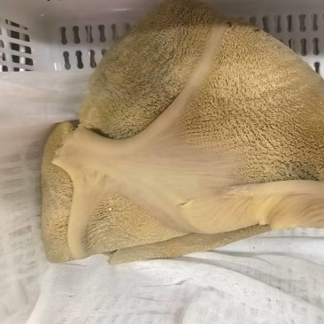 五香牛肚真好吃