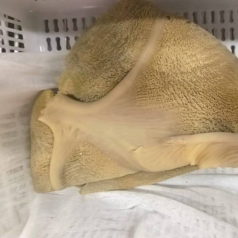 五香牛肚真好吃